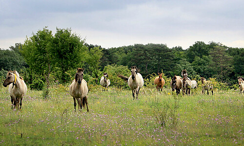 Das Bild zeigt Konik-Pferde auf der Naturerbefläche Rödel.