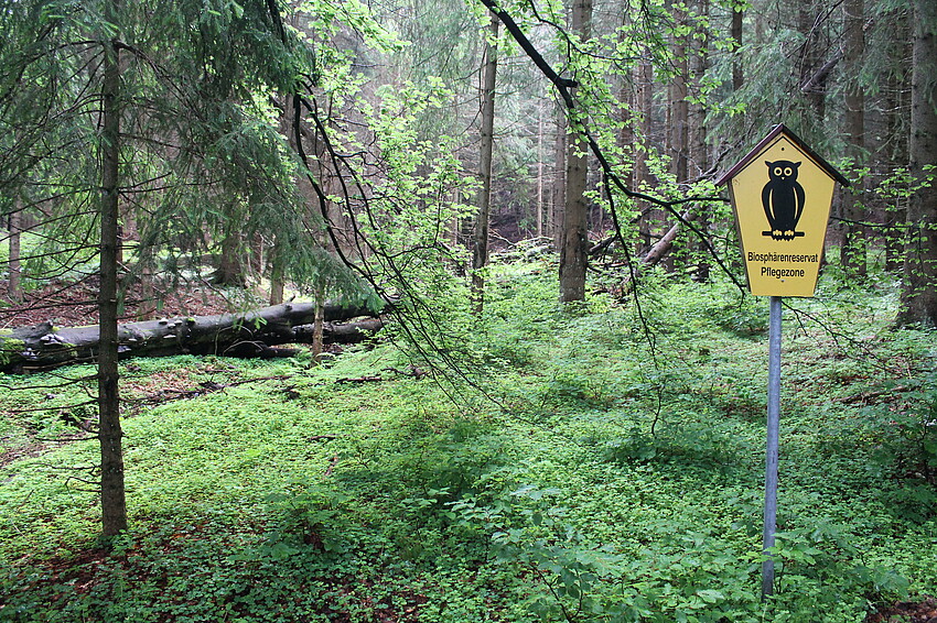 Schutzgebietsbeschilderung (Eule auf gelbem Grund) "Biospärenreservat Pflegezone" vor Wald mit Totholz