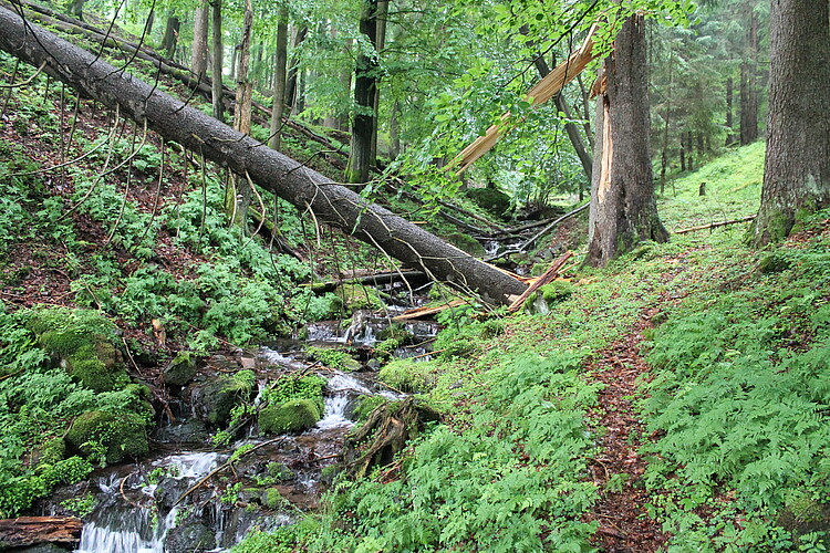 Steiler, geröllreicher Bachlauf im frühlingshaften Mischwald mit umgestürzter Fichte im Hintergrund