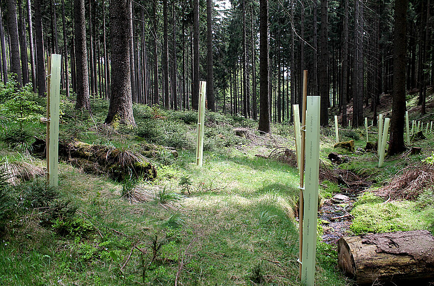 Wuchshüllen mit Jungbäumen auf Lichtung in Fichten-Hochwald
