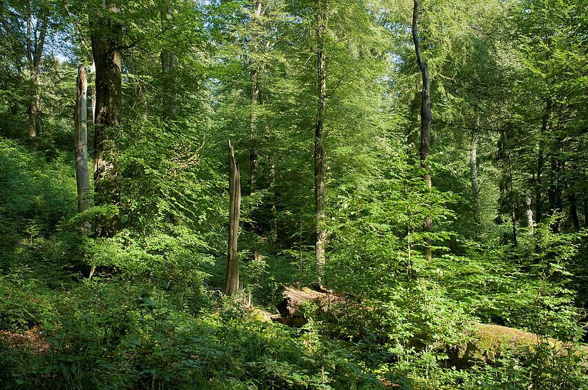 Grüner Laubwald mit vereinzelten abgestorbenen Baumstümpfen und umgefallenem Baumstamm.