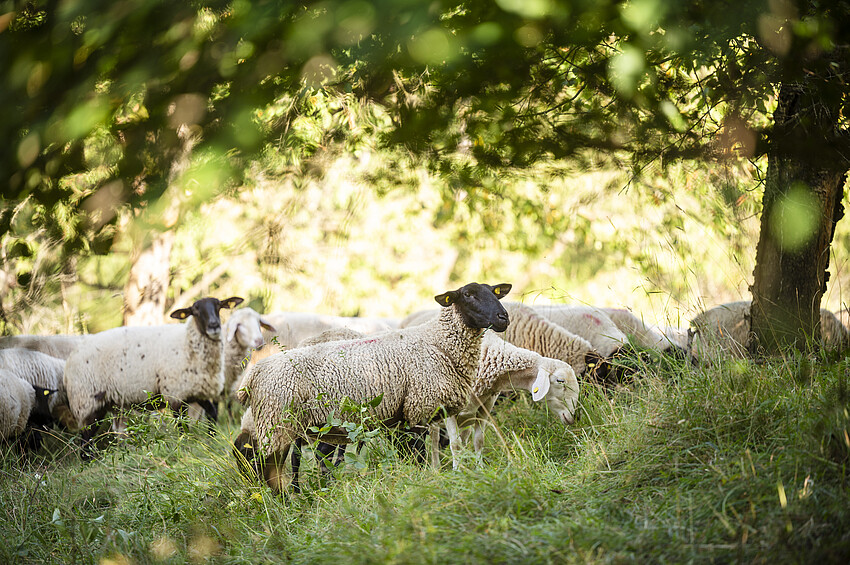 Schaf auf einer grünen Weide.