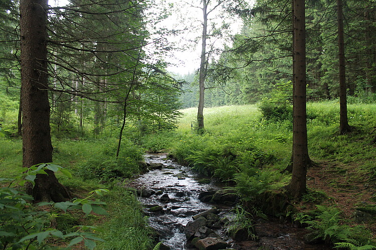 Bachlauf im fichtenrreichen Mischwald mit durchscheinender Wiesen-Lichtung